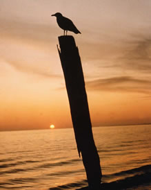 See Vogel